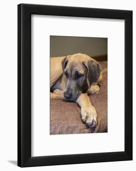 Great Dane puppy 'Evie' resting on her bed.-Janet Horton-Framed Photographic Print