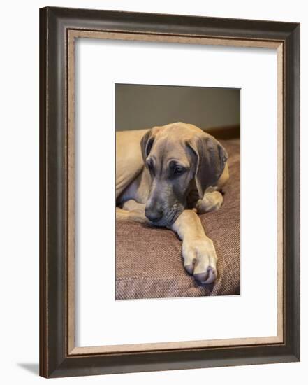 Great Dane puppy 'Evie' resting on her bed.-Janet Horton-Framed Photographic Print