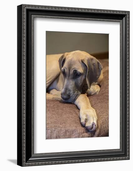 Great Dane puppy 'Evie' resting on her bed.-Janet Horton-Framed Photographic Print