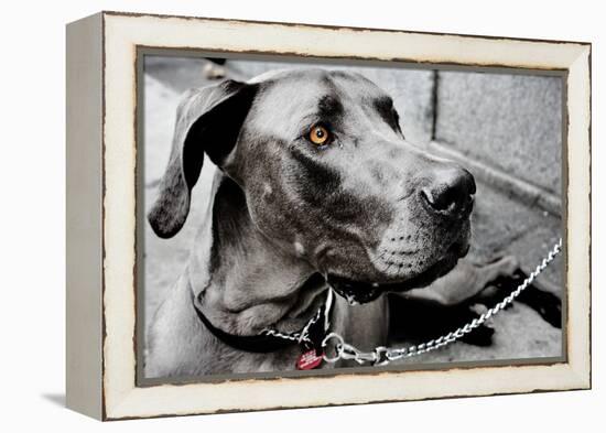 Great Dane-null-Framed Stretched Canvas