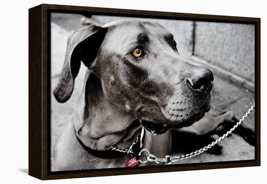 Great Dane-null-Framed Stretched Canvas