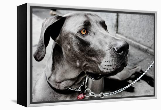 Great Dane-null-Framed Stretched Canvas