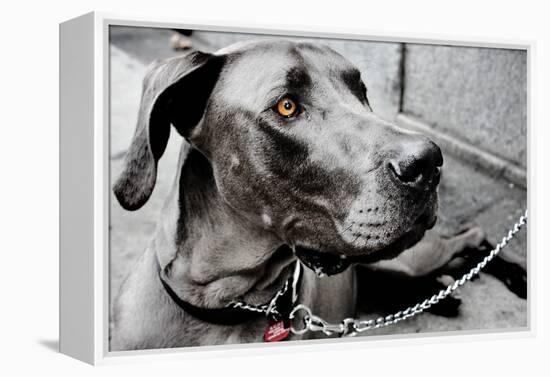 Great Dane-null-Framed Stretched Canvas