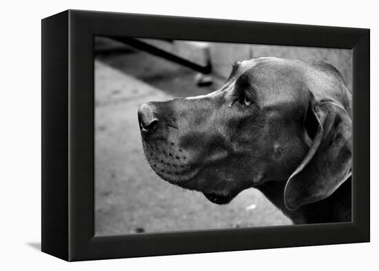 Great Dane-null-Framed Stretched Canvas
