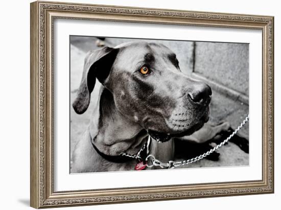 Great Dane-null-Framed Photo