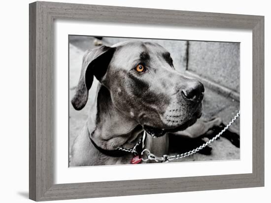 Great Dane-null-Framed Photo