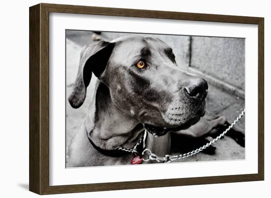 Great Dane-null-Framed Photo