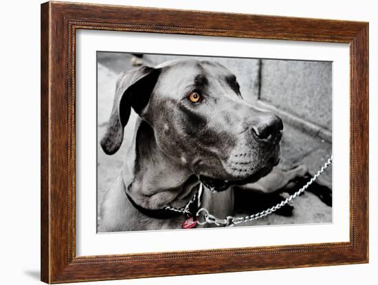 Great Dane-null-Framed Photo