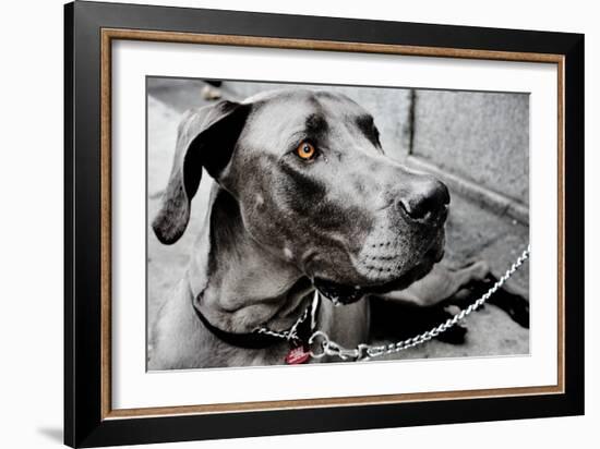 Great Dane-null-Framed Photo