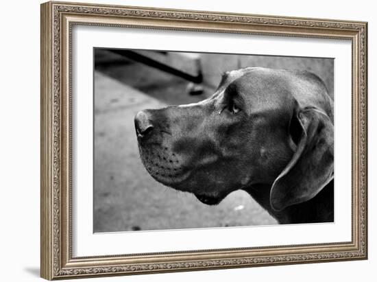 Great Dane-null-Framed Photo