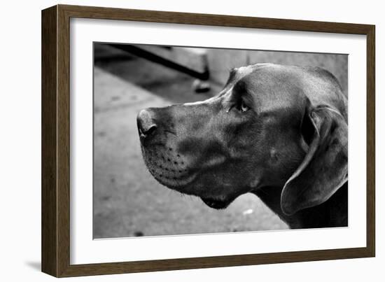 Great Dane-null-Framed Photo