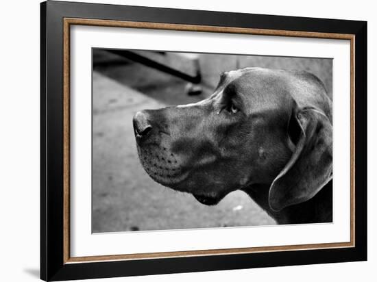 Great Dane-null-Framed Photo