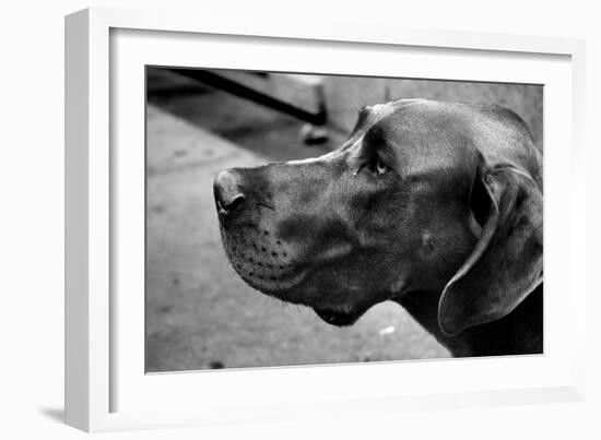 Great Dane-null-Framed Photo