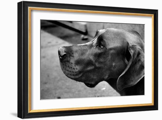 Great Dane-null-Framed Photo