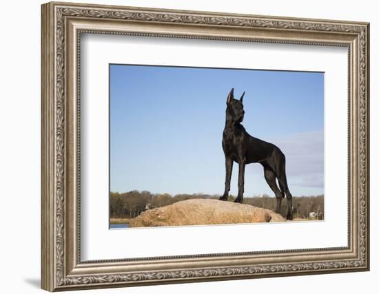 Great Dane-Lynn M^ Stone-Framed Photographic Print