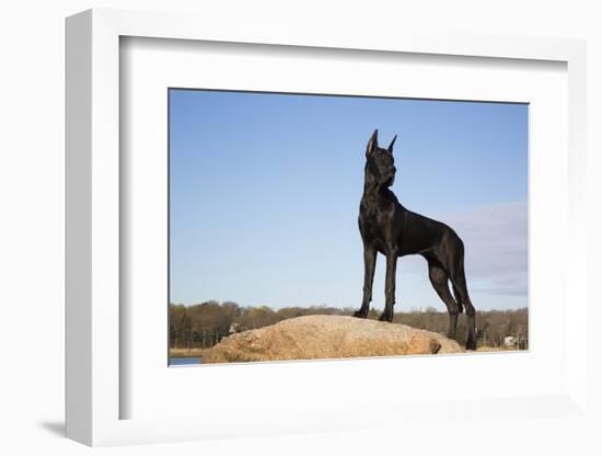 Great Dane-Lynn M^ Stone-Framed Photographic Print