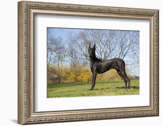 Great Dane-Lynn M^ Stone-Framed Photographic Print