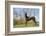 Great Dane-Lynn M^ Stone-Framed Photographic Print