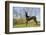 Great Dane-Lynn M^ Stone-Framed Photographic Print