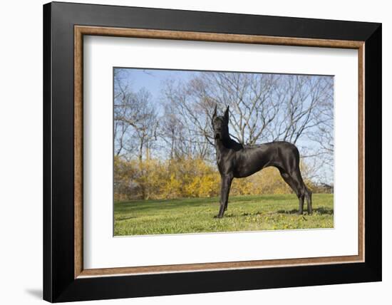 Great Dane-Lynn M^ Stone-Framed Photographic Print