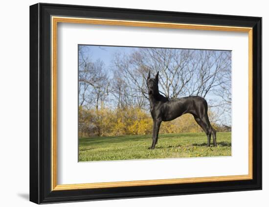 Great Dane-Lynn M^ Stone-Framed Photographic Print