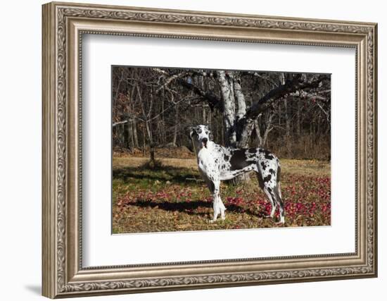 Great Dane-Lynn M^ Stone-Framed Photographic Print