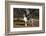 Great Dane-Lynn M^ Stone-Framed Photographic Print