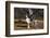 Great Dane-Lynn M^ Stone-Framed Photographic Print