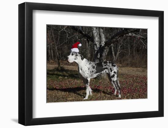 Great Dane-Lynn M^ Stone-Framed Photographic Print