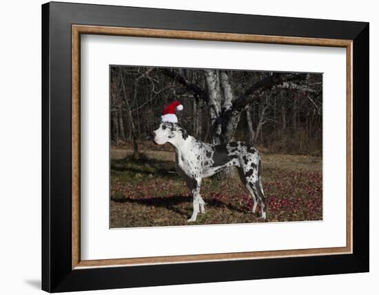 Great Dane-Lynn M^ Stone-Framed Photographic Print