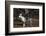 Great Dane-Lynn M^ Stone-Framed Photographic Print