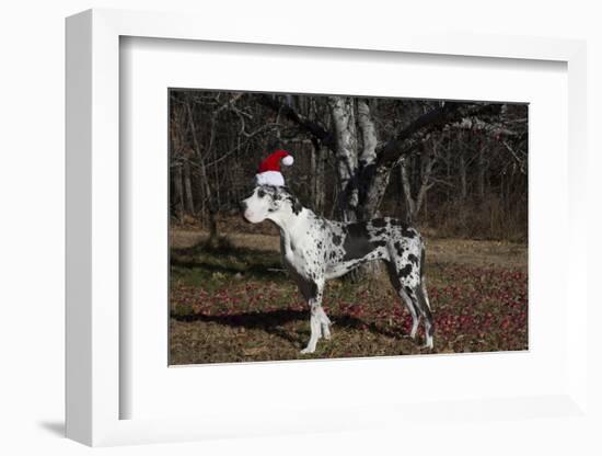 Great Dane-Lynn M^ Stone-Framed Photographic Print