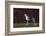 Great Dane-Lynn M^ Stone-Framed Photographic Print