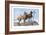 Great Danes-Louis Agassiz Fuertes-Framed Art Print