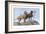 Great Danes-Louis Agassiz Fuertes-Framed Art Print