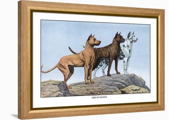 Great Danes-Louis Agassiz Fuertes-Framed Stretched Canvas