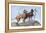 Great Danes-Louis Agassiz Fuertes-Framed Stretched Canvas