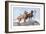 Great Danes-Louis Agassiz Fuertes-Framed Art Print