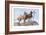 Great Danes-Louis Agassiz Fuertes-Framed Art Print