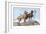 Great Danes-Louis Agassiz Fuertes-Framed Art Print