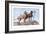 Great Danes-Louis Agassiz Fuertes-Framed Art Print