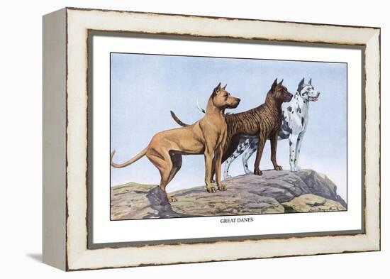 Great Danes-Louis Agassiz Fuertes-Framed Stretched Canvas