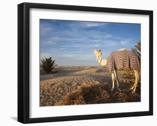 Great Dune and Camel, Douz, Sahara Desert, Tunisia-Walter Bibikow-Framed Photographic Print