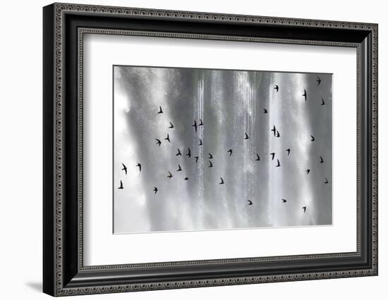 Great Dusky Swift (Cypseloides Senex) Flock In Front Of Iguazu Falls-Angelo Gandolfi-Framed Photographic Print