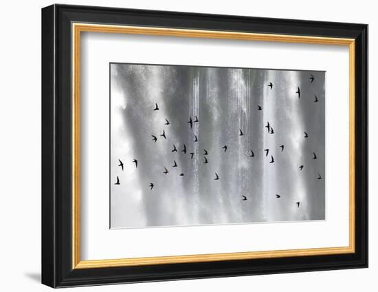 Great Dusky Swift (Cypseloides Senex) Flock In Front Of Iguazu Falls-Angelo Gandolfi-Framed Photographic Print