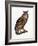 Great Eared Owl, 1841-Prideaux John Selby-Framed Giclee Print