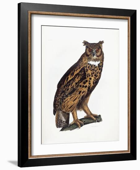 Great Eared Owl, 1841-Prideaux John Selby-Framed Giclee Print