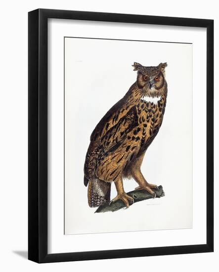 Great Eared Owl, 1841-Prideaux John Selby-Framed Giclee Print