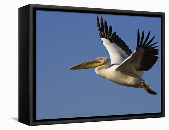 Great Eastern White Pelican Flying, Chobe National Park, Botswana-Tony Heald-Framed Premier Image Canvas