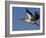 Great Eastern White Pelican Flying, Chobe National Park, Botswana-Tony Heald-Framed Photographic Print